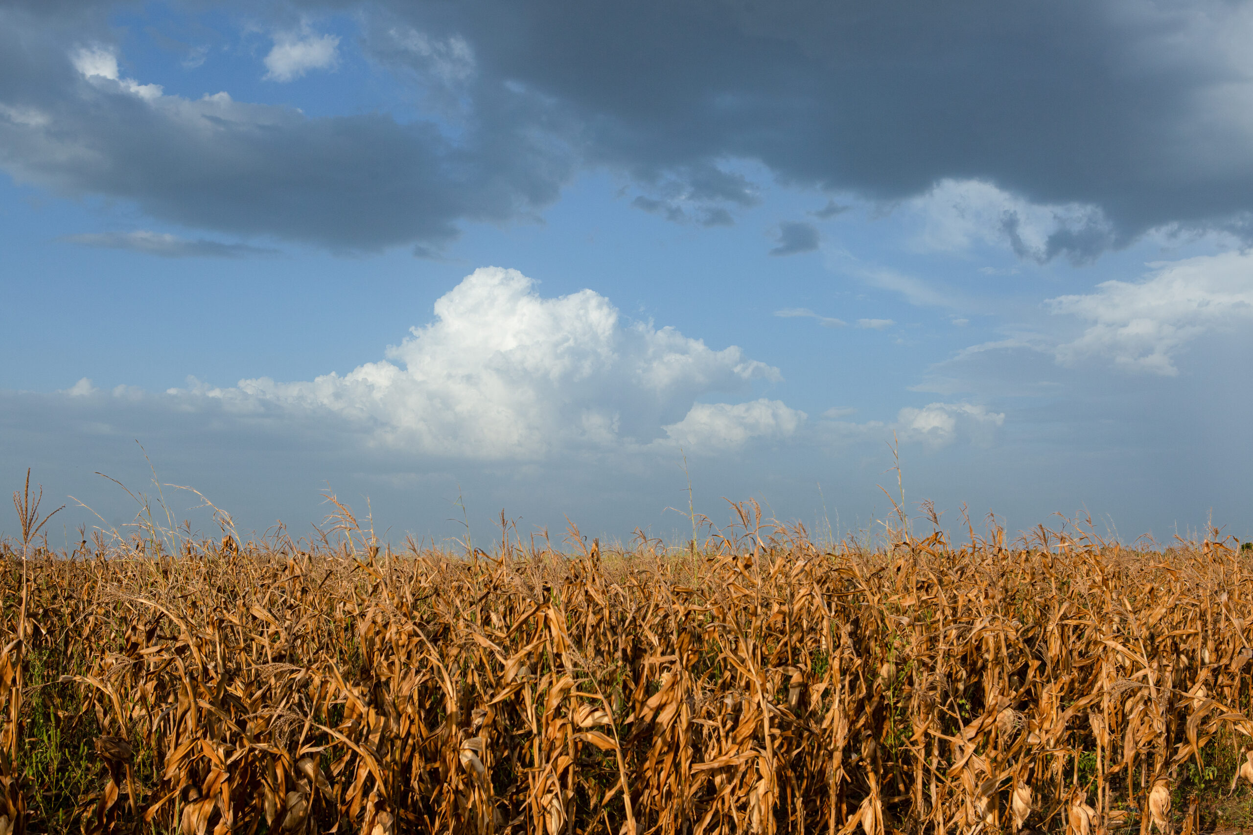 maize fields, northern region, ghana.